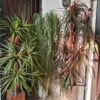 درختچه مصنوعی|گل مصنوعی|تهران, خواجه نظام الملک|دیوار