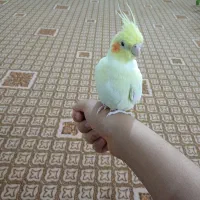 عروس هلندی تازه دونخور