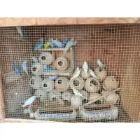 مرغ عشق دونه 150تومن بندرجاسک