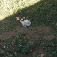 خرگوش