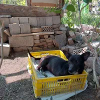 واگذاری رایگان سگ