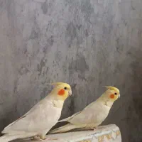 عروس هلندی|پرنده|کرمانشاه, |دیوار