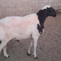 3بره1قوچ 18تا میش قزل اصل زیرخاکی  فقط کلی اسفدن