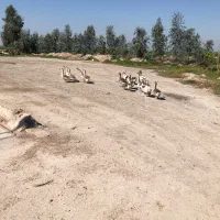 ۶عددغوغاز|حیوانات مزرعه|محمدیار, |دیوار