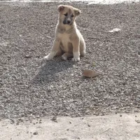 توله ماده خراسانی