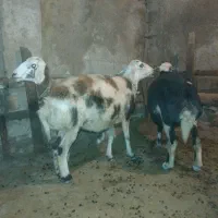 گوسفند۳تا|حیوانات مزرعه|اردبیل, |دیوار