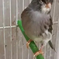 قناری و طوطی کوتوله|پرنده|مشهد, امامیه (شهرک غرب)|دیوار