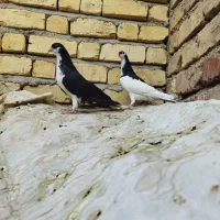 کفتر|پرنده|مرودشت, ژیان|دیوار