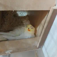 عروس هنلدی|پرنده|قدس, شهر‌قدس|دیوار