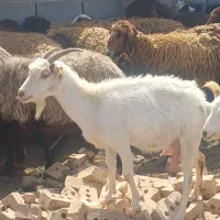 دو راس بز سانن شیری
