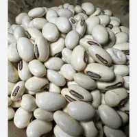 لوبیا غول پیکر جک