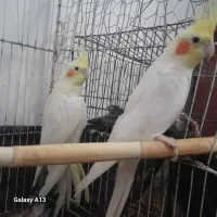 دوجفت عروس هلندی
