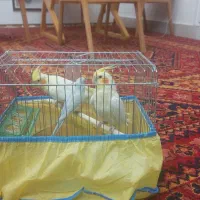 فروش دو عدد عروس هلندی و یه مرغ عشق و قفس|پرنده|یاسوج, |دیوار