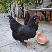 مرغ محلی تخم گذار