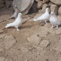 کبوتر سفید وزرد