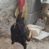 حیوانات خروس|حیوانات مزرعه|چاه ورز, |دیوار