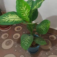 گل دیفن باخیا|گل و گیاه طبیعی|رضوانشهر, |دیوار