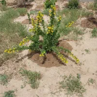 فروش زمین فوری زیر قیمت|فروش زمین و ملک کلنگی|مشهد, درزآب|دیوار