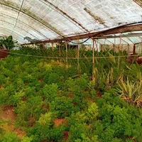 فروش ۱۱۷۷ متر گلخانه با بنای ۹۰ متری جاده سرخرود|فروش خانه و ویلا|سرخرود, |دیوار
