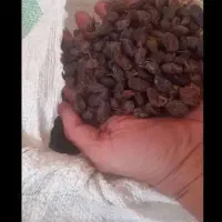 کشمش ومویز آفتاب خشک وشیره انگور خرما مخصوص آبکیری