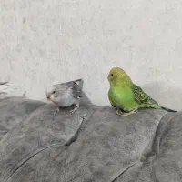 مرغ عشق|پرنده|شیراز, بریجستون|دیوار