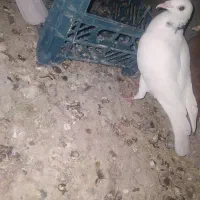 جوجه ک ب و ت ر