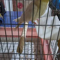 عروس هلندی نر