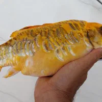 ماهی زینتی بزرگ