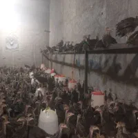 جوجه بوقلمون