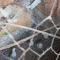 عروس هلندی نر|پرنده|هامون, |دیوار