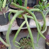 گل مار بسیار بزرگ وزیبا و انواع گلهای دیگر|گل و گیاه طبیعی|رشت, تازه آباد|دیوار