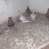 جوجه سار|پرنده|بجنورد, |دیوار