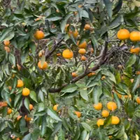 پرتقال و نارنگی چالوس