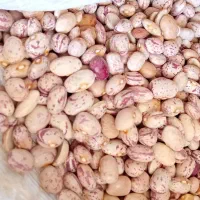 فروش حبوبات بومی خمین