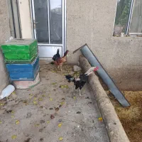 لاری بی نقص|حیوانات مزرعه|دینور, |دیوار