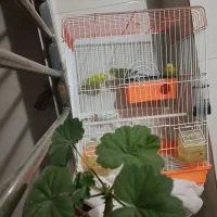 ۴ عدد مرغ عشق (۲ جفت) با قفس|پرنده|فردیس, شهرک وحدت|دیوار