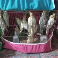 عروس هلندی نر وماده