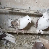 کفتر پشت سرور کاکلی