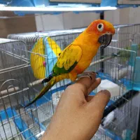 خریدوفروش گرینچیک ملنگو راهب کاسکو لوری شاه طوطی