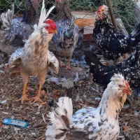 تخم مرغ نطفه دارگلین|حیوانات مزرعه|رفسنجان, |دیوار