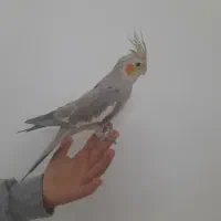 فروش عروس هلندی با کوتوله برزیلی و فنچ با وسایل|پرنده|تربت‌حیدریه, یحیی آباد|دیوار