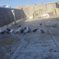 کبوتر|پرنده|جونقان, |دیوار