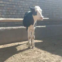 گوساله سیمینتال دشتی|حیوانات مزرعه|رامند, |دیوار