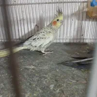 عروس  هلندی|پرنده|سبزوار, قصبه غربی|دیوار