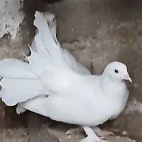 کبوتر دم طاوسی