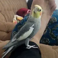 عروس هلندی گمشده