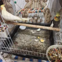 عروس همراه با جوجه