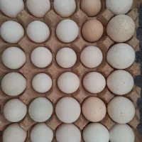 تخم نطفه دار و جوجه شاخدار،جوجه خروس محلی