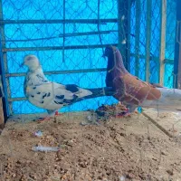 کبوتر پرشی|پرنده|نوشهر, |دیوار