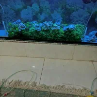 آکواریوم ولوازم|ماهی|زاهدان, |دیوار